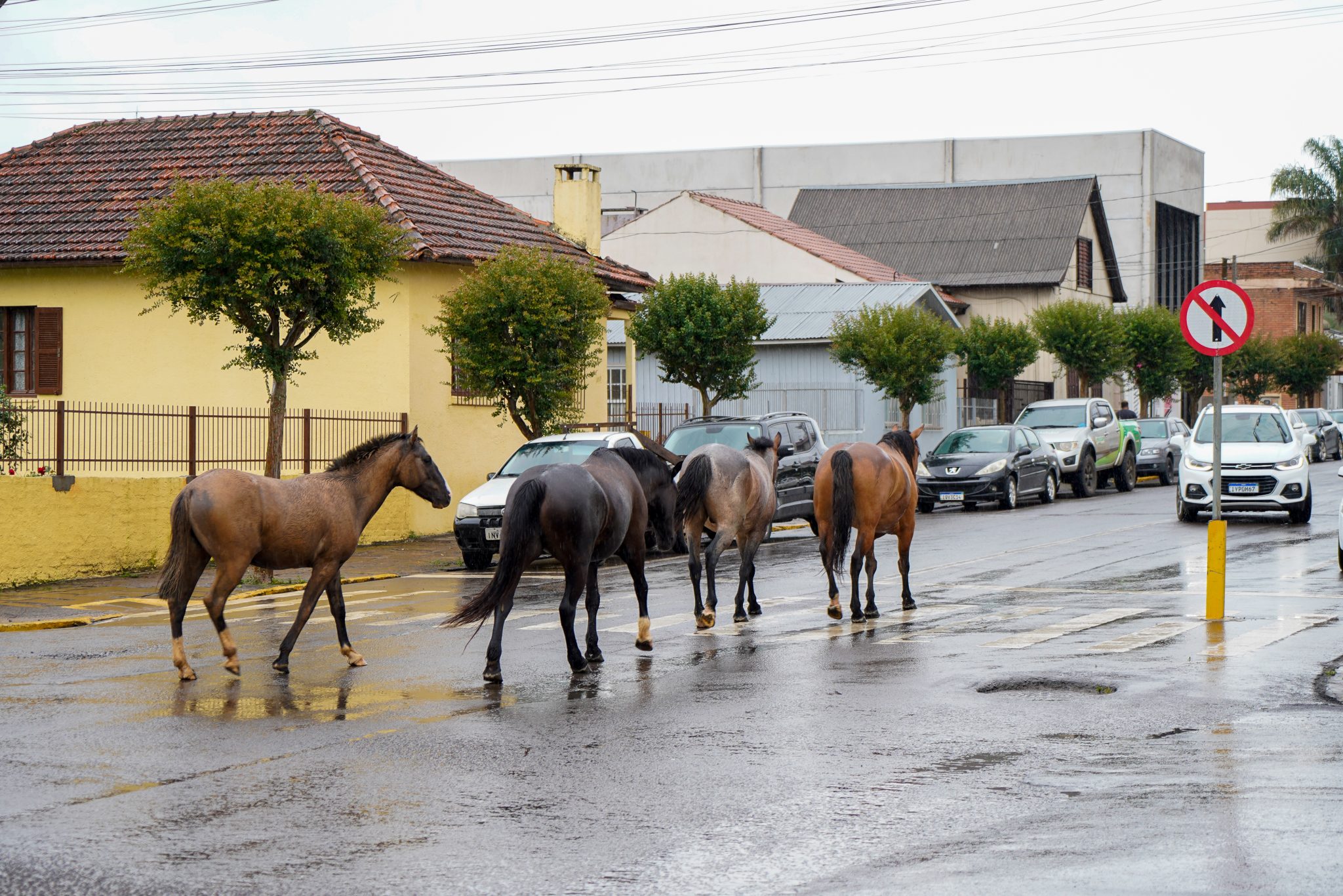 Prefeitura de Vacaria promete intensificar ações para coibir circulação de cavalos solto nas ruas