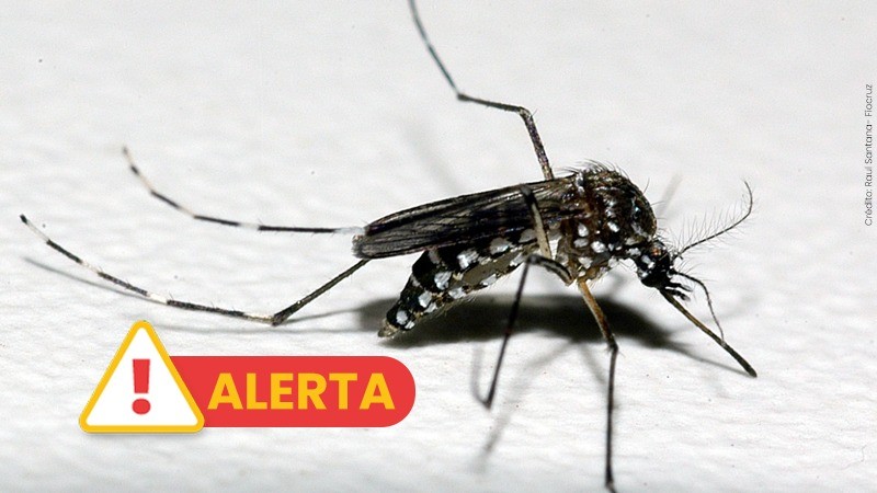 Flores da Cunha segue vigilante, apesar do baixo risco de infestação do mosquito da dengue
