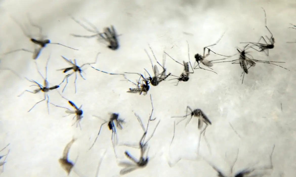 Rio Grande do Sul registra o quarto óbito por dengue em 2024