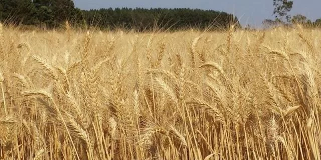 RS incrementa importação de trigo argentino para abastecer moinhos