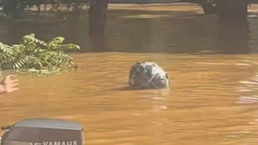 Homem nada por 5h agarrado em saco de roupa durante enchente em Alvorada