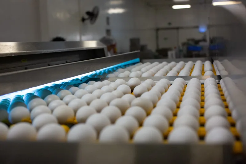 Gripe aviária pode gerar aumento no volume de ovos e redução de preços