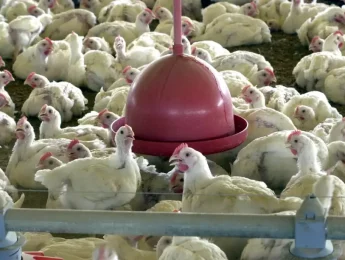 Funcionário tem sintomas após contato com animais em granja com foco de gripe aviária em Montenegro