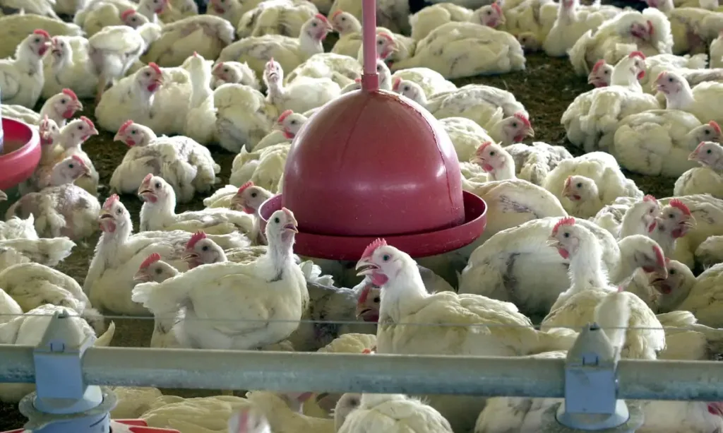 Funcionário tem sintomas após contato com animais em granja com foco de gripe aviária em Montenegro