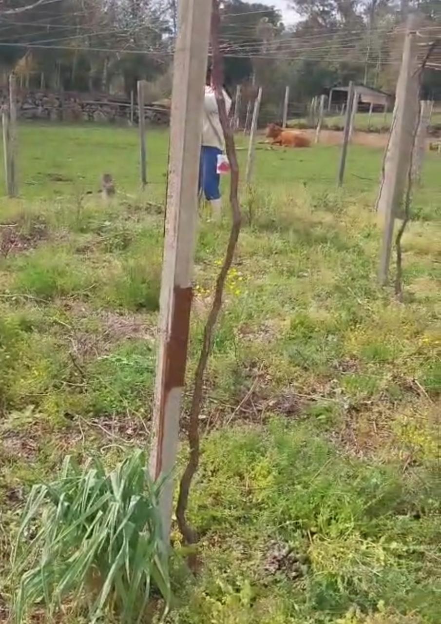 Produtora denuncia vandalismo com corte de 50 parreiras em Nova Pádua