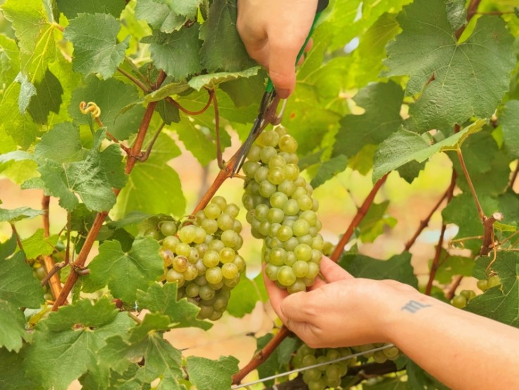 Foto: Andrelise Cavagnoli/Prefeitura de Flores da Cunha